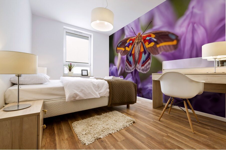 Red Eye Moth - Multi-Color Mural print