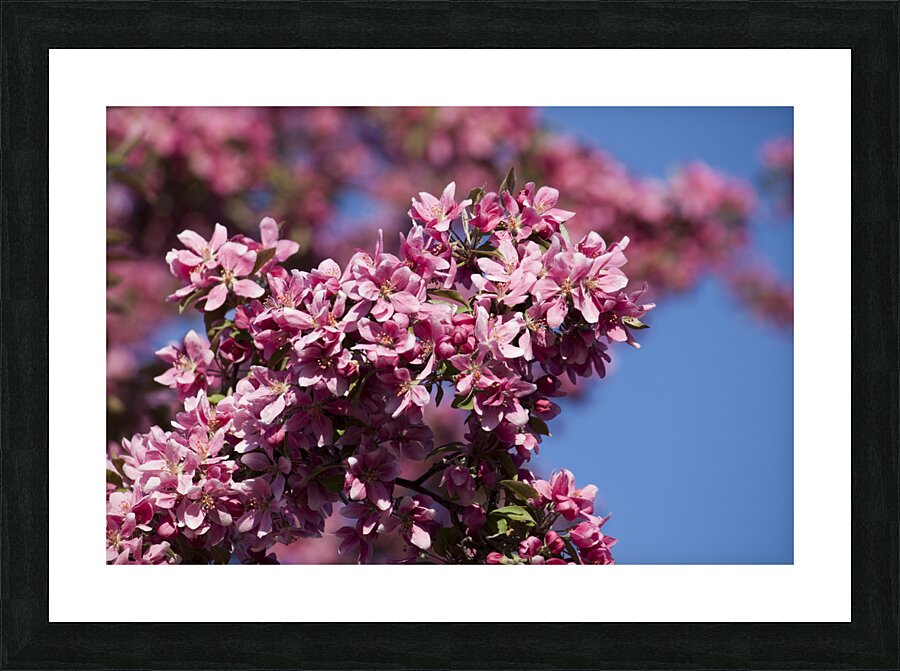 Flowers040 Picture Frame print