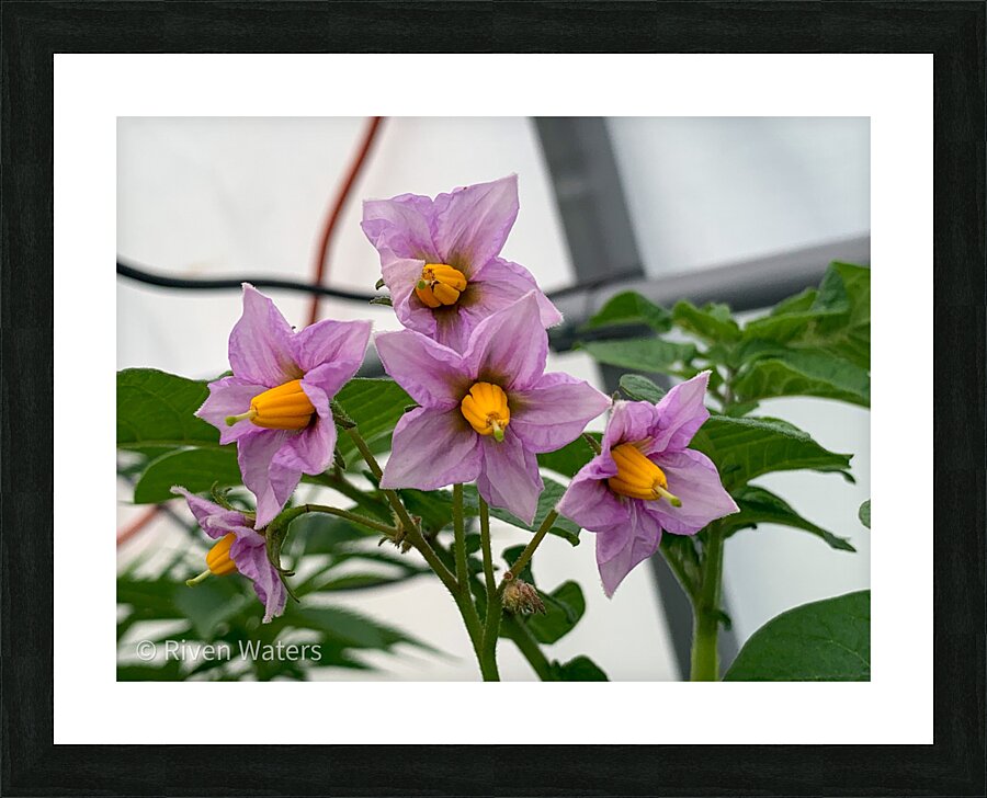 Flowers032 Picture Frame print