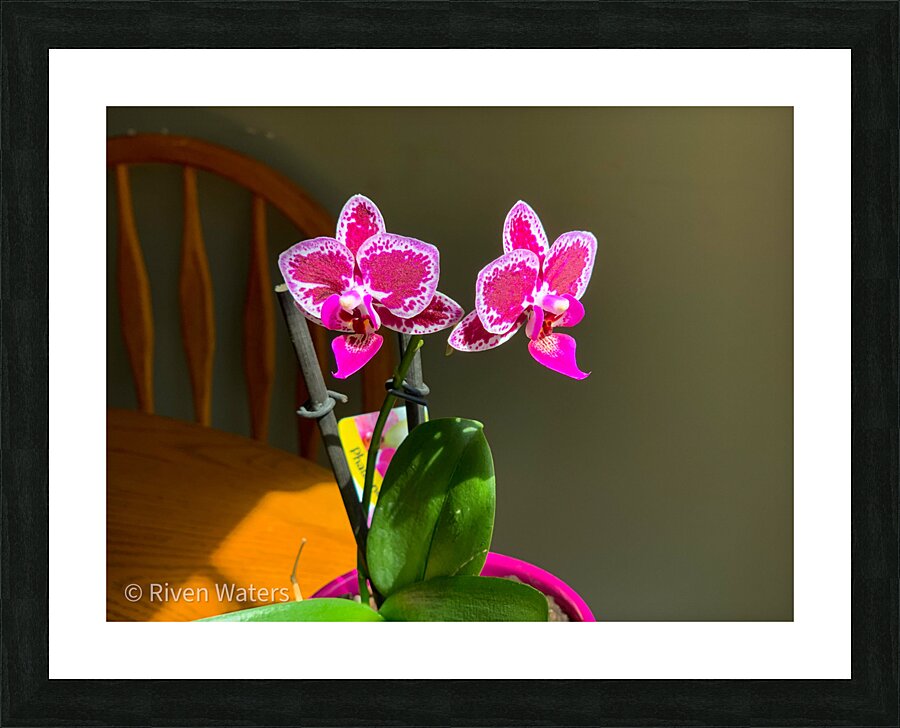 Flowers019 Picture Frame print