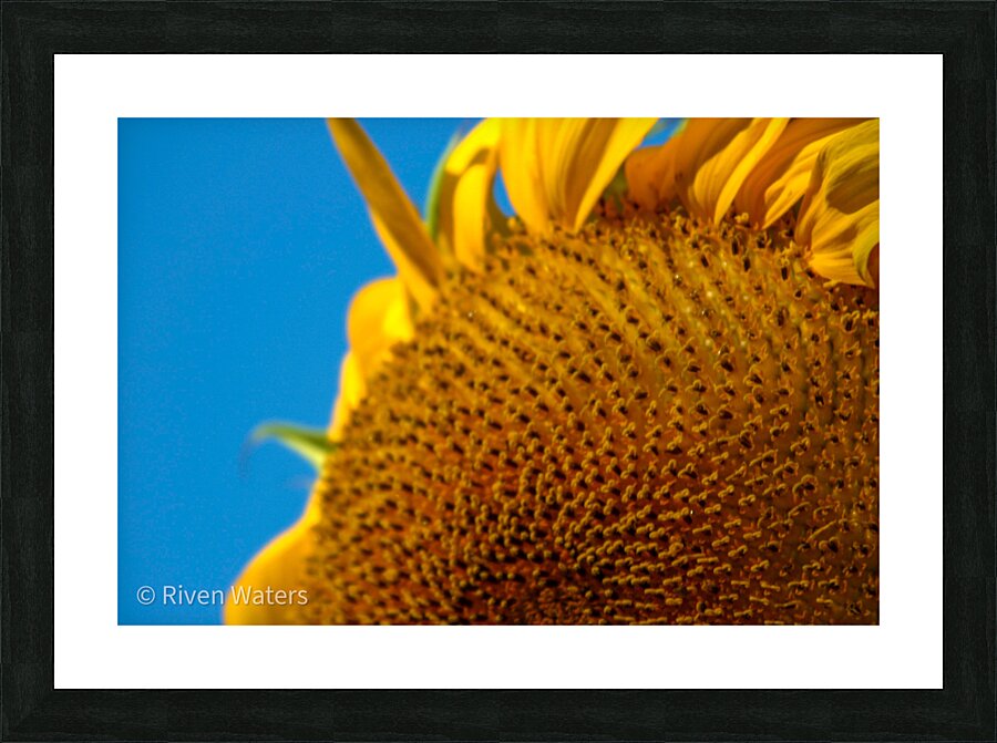 Flowers010 Picture Frame print
