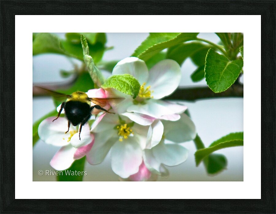 Flowers028 Picture Frame print