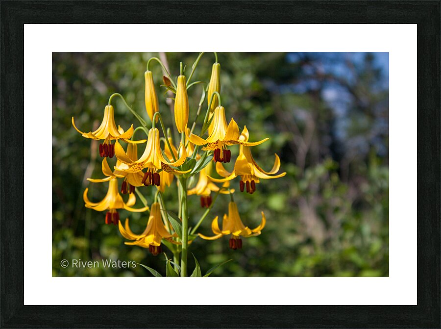 Flowers027 Picture Frame print