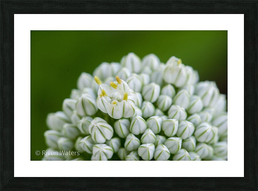 Flowers006 Picture Frame print