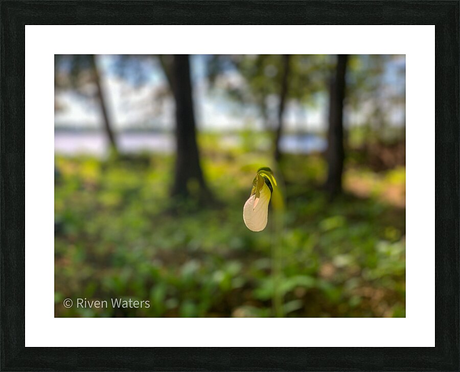 Flowers036 Picture Frame print