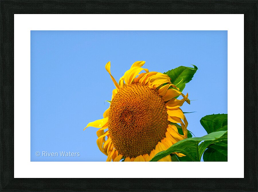 Flowers008 Picture Frame print