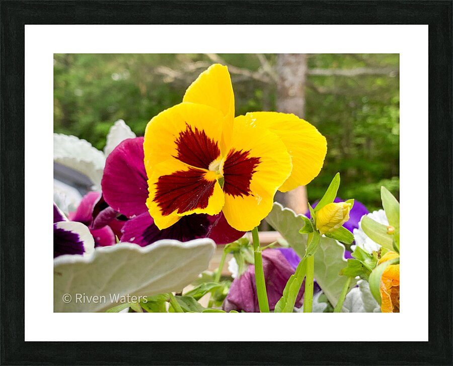 Flowers034 Picture Frame print