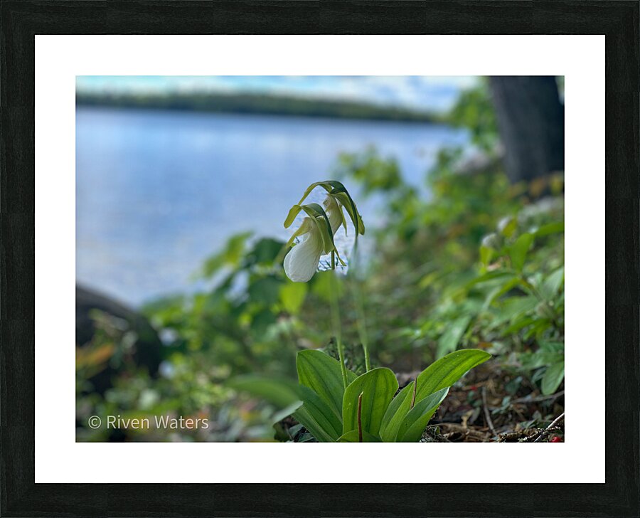 Flowers038 Picture Frame print