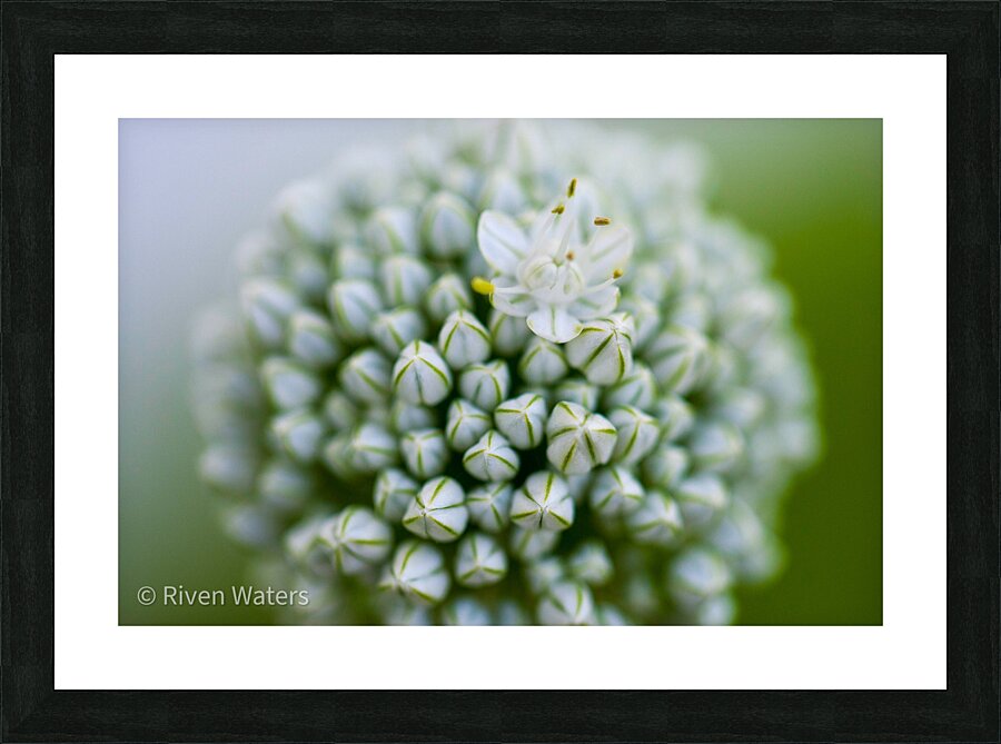 Flowers007 Picture Frame print