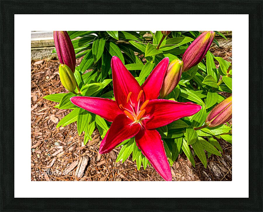 Flowers016 Picture Frame print