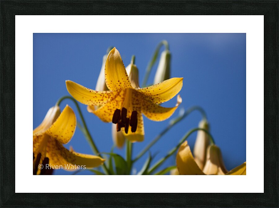 Flowers024 Picture Frame print
