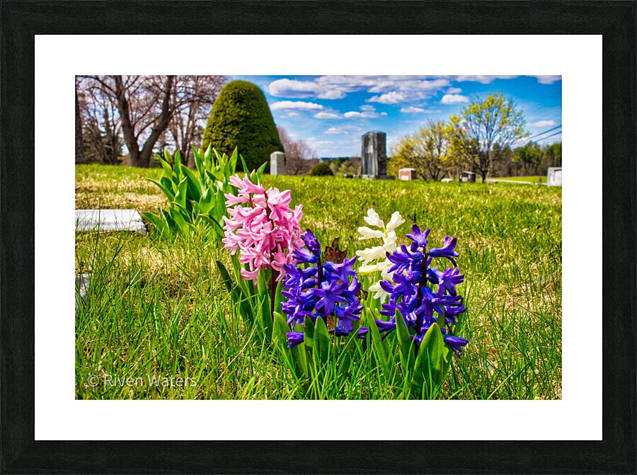 Flowers002 Picture Frame print