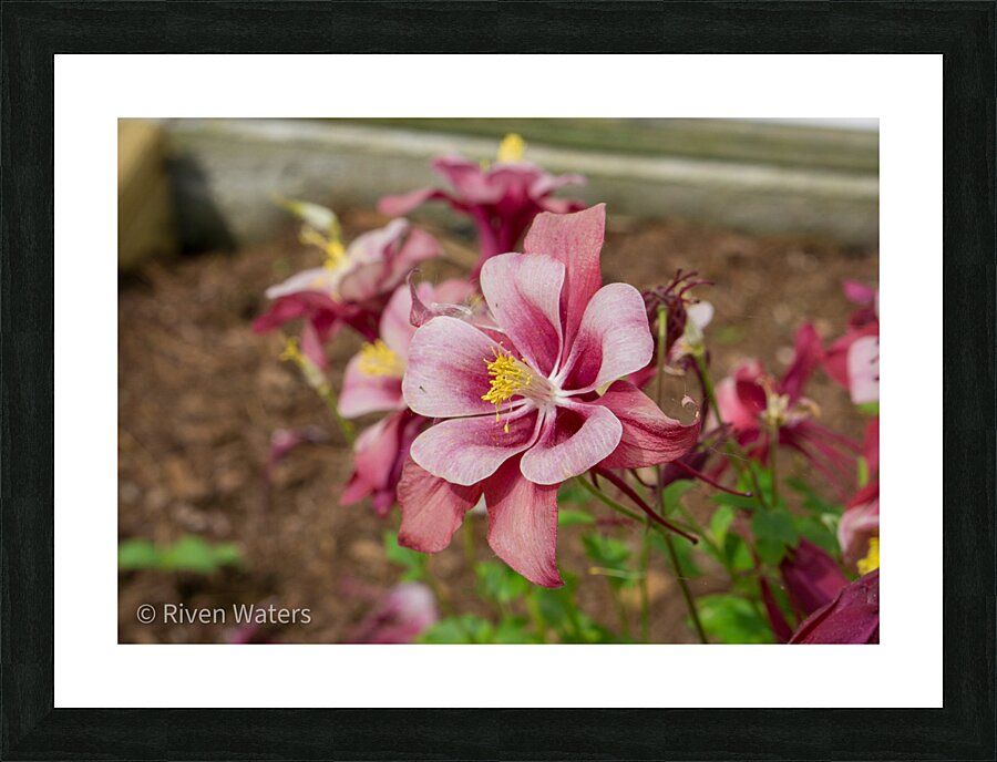 Flowers021 Picture Frame print