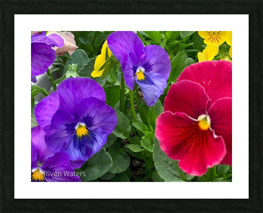 Flowers035 Picture Frame print