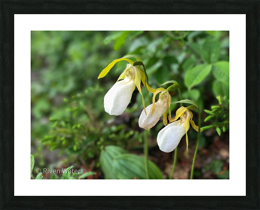 Flowers015 Picture Frame print