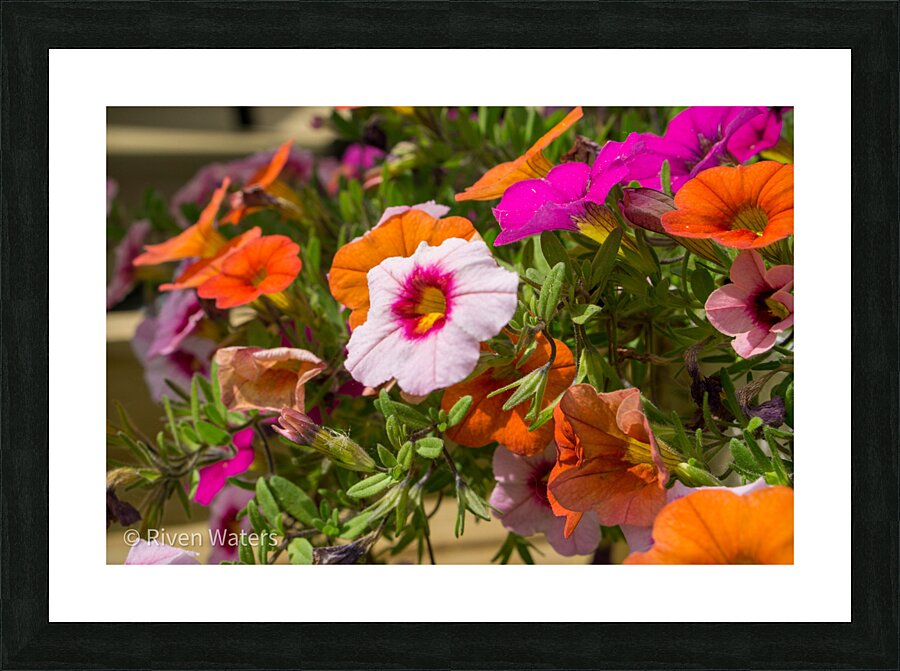 Flowers025 Picture Frame print