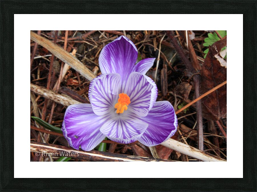 Flowers013 Picture Frame print