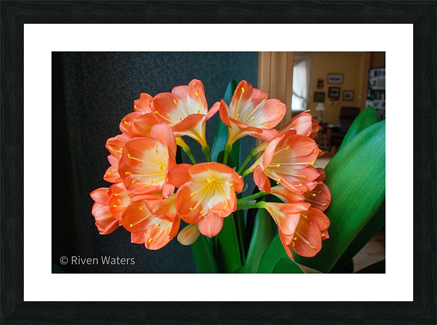 Flowers022 Picture Frame print