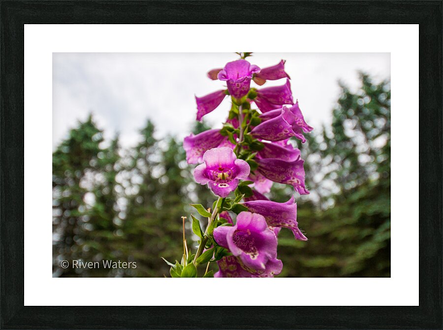 Flowers011 Picture Frame print