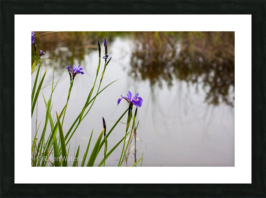 Flowers030 Picture Frame print