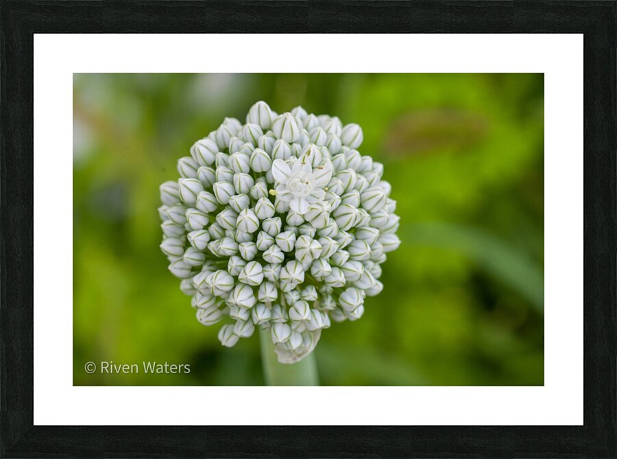 Flowers003 Picture Frame print