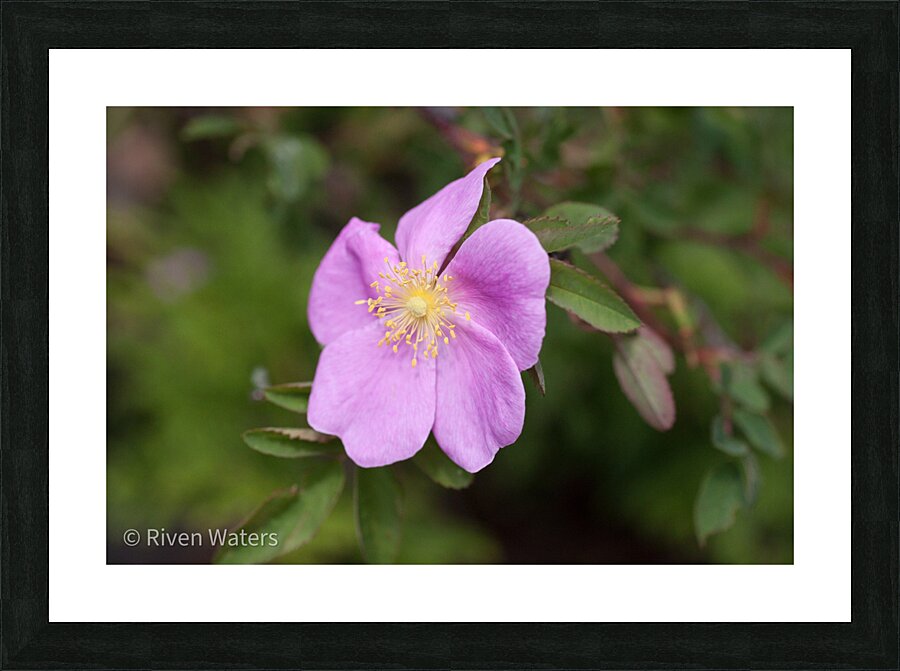Flowers017 Picture Frame print