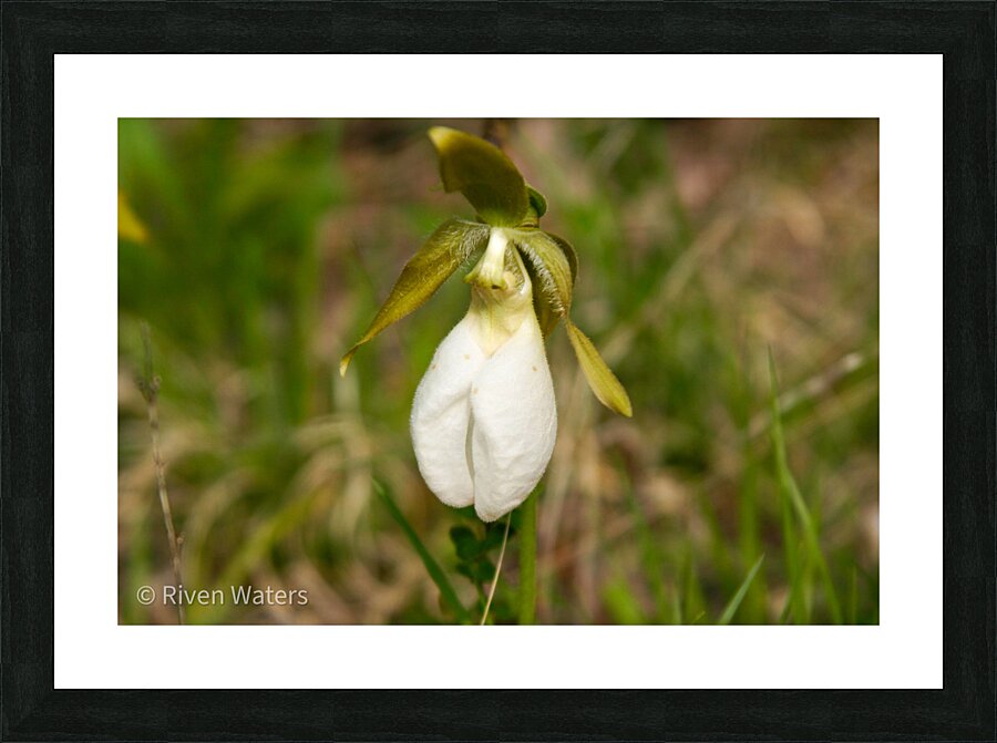 Flowers004 Picture Frame print