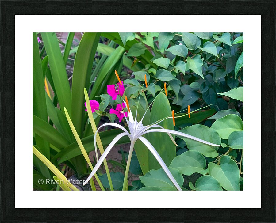 Flowers023 Picture Frame print