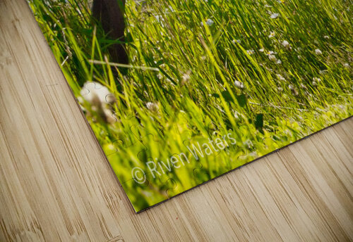 Coastal 16 Riven Waters puzzle