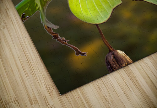 Luna Moth - Gold Leaf Riven Waters puzzle