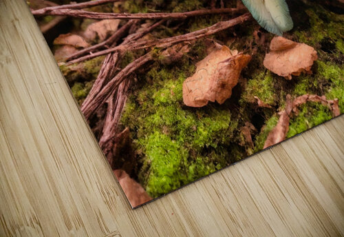 Luna Moth - Red Eye 2 Riven Waters puzzle