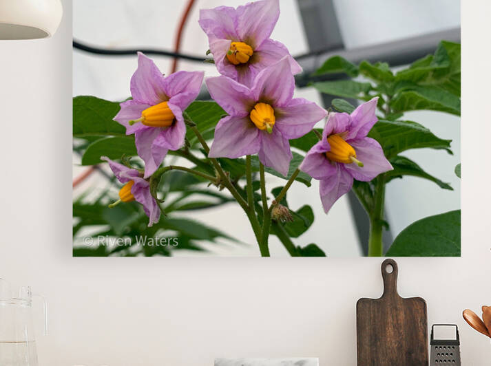 Flowers032 Reproduction