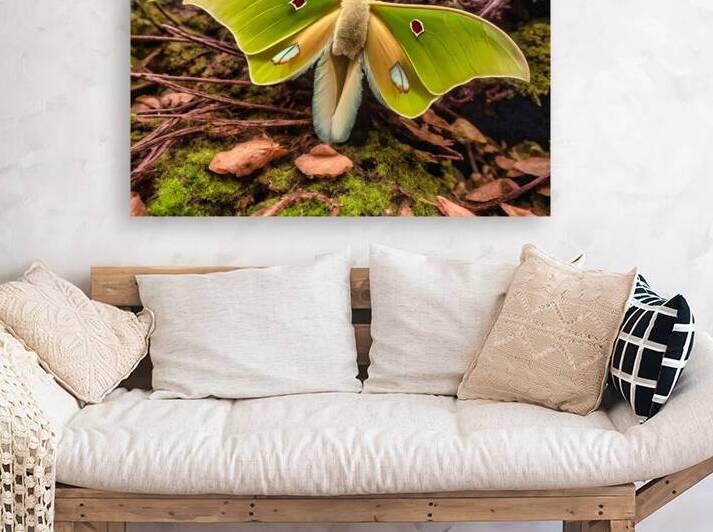 Luna Moth - Red Eye 2 by Riven Waters