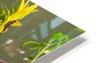 Flowers029 HD Metal print