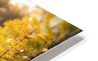 Fall No3 HD Metal print