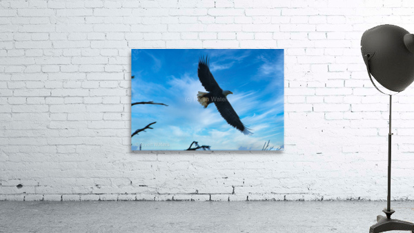 Coastal 19 Wall Preview