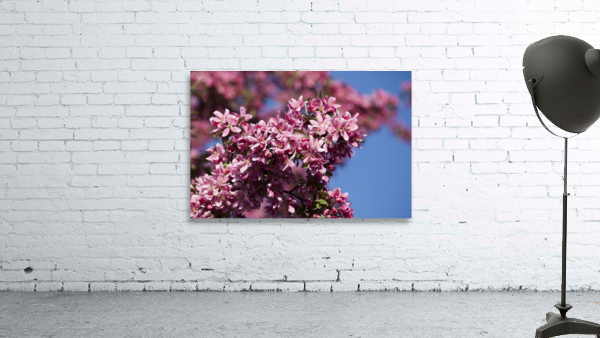 Flowers040 Wall Preview