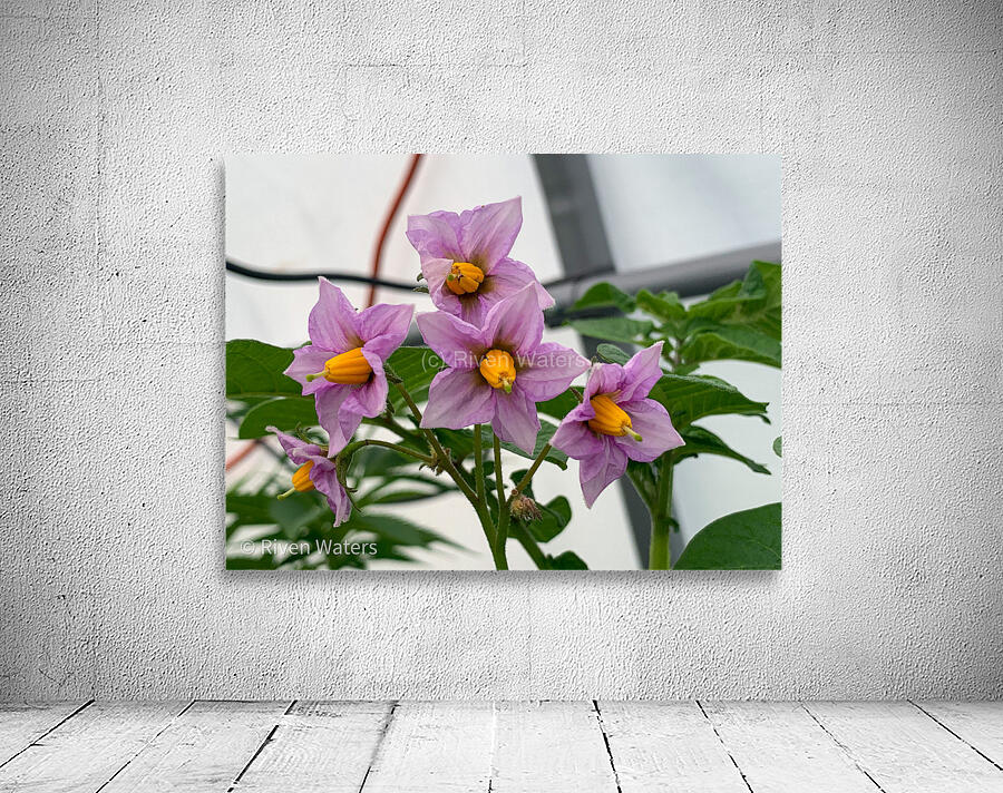 Flowers032 Wall Preview