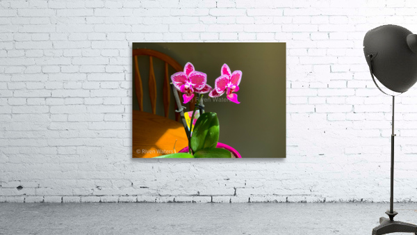Flowers019 Wall Preview