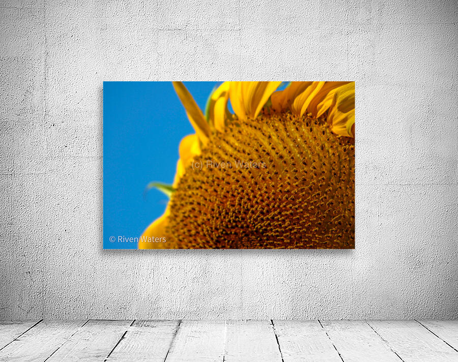 Flowers010 Wall Preview
