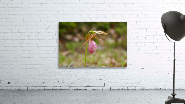 Flowers012 Wall Preview