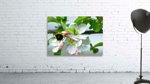 Flowers028 Wall Preview