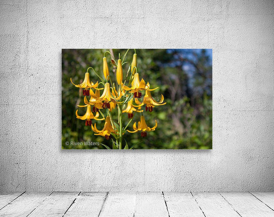 Flowers027 Wall Preview