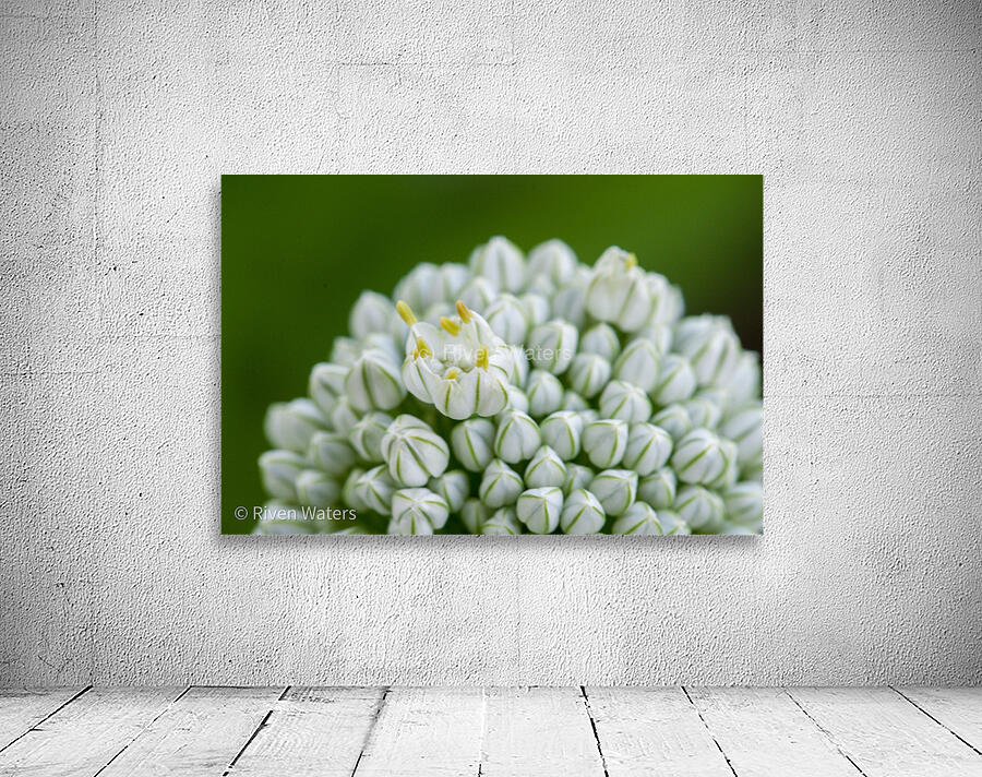 Flowers006 Wall Preview
