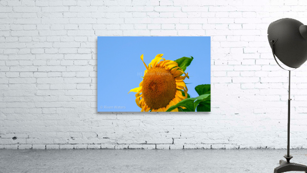 Flowers008 Wall Preview