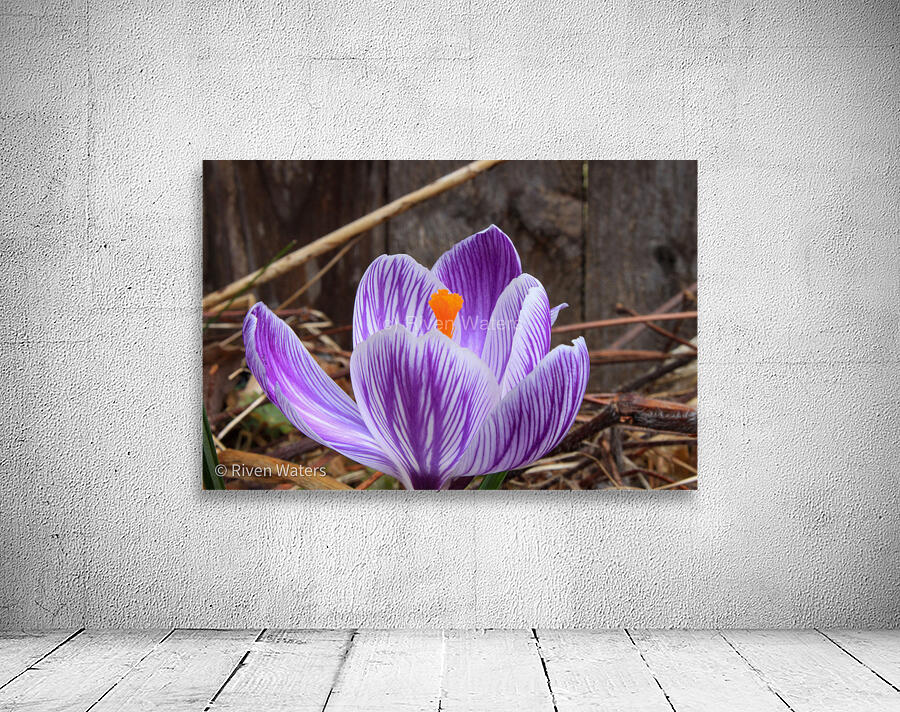 Flowers009 Wall Preview