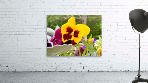 Flowers034 Wall Preview