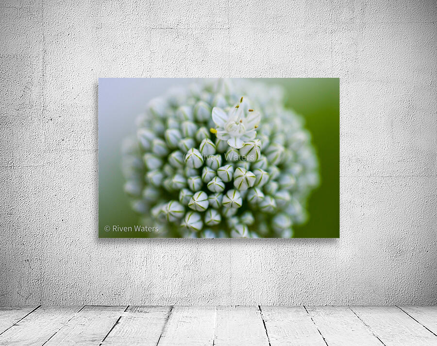 Flowers007 Wall Preview