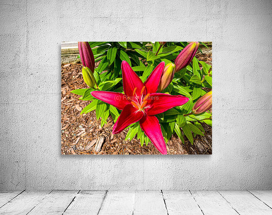 Flowers016 Wall Preview