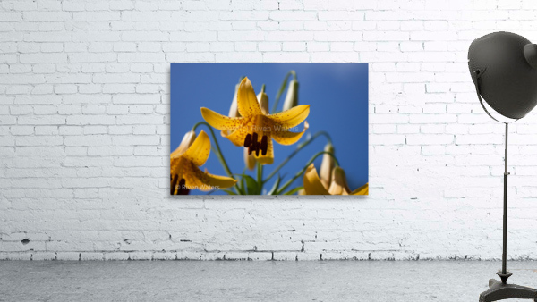 Flowers024 Wall Preview